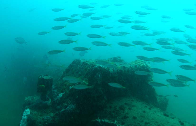 Outfall pipe and school of fish